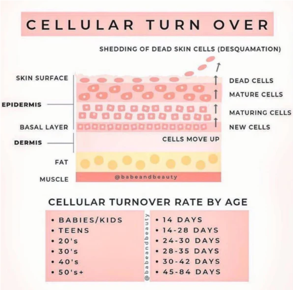What exactly is skin cell turnover?
