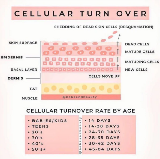 What exactly is skin cell turnover?